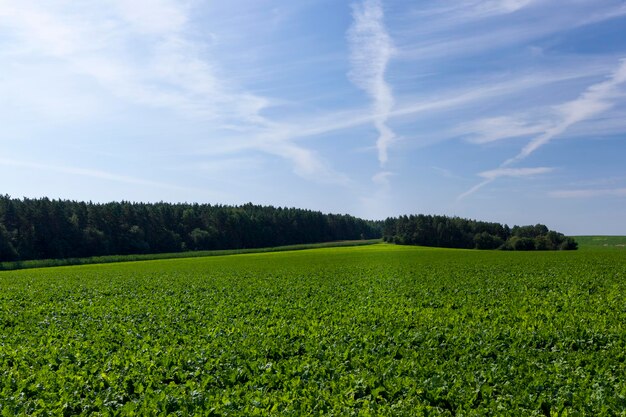 Landwirtschaftliches Feld mit grünen Rübenspitzen Zuckerrübenanbau für die Zuckerproduktion