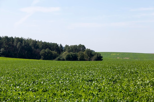 Landwirtschaftliches Feld mit grünen Rübenspitzen Zuckerrübenanbau für die Zuckerproduktion