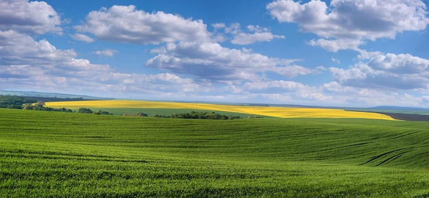 Landwirtschaftliches Feld mit grünen Trieben von Winterweizen und blühendem gelbem Raps am Horizont.