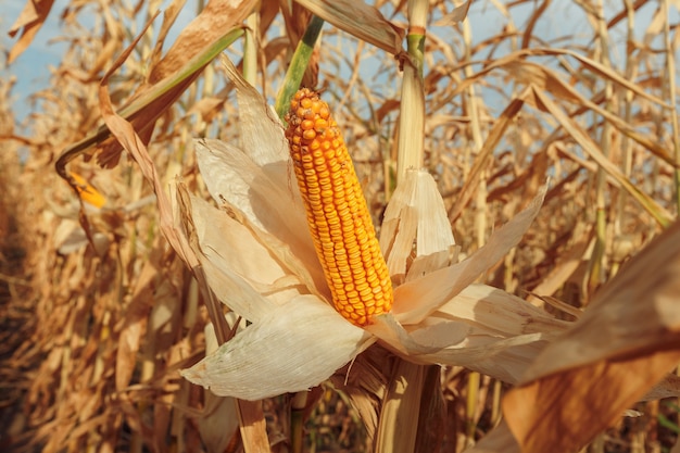 Landwirtschaftliches Feld mit Mais