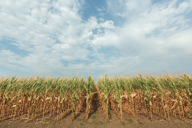 Landwirtschaftliches Feld mit Mais