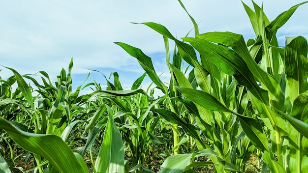 Landwirtschaftliches Feld mit Maissämlingen am sonnigen Tag