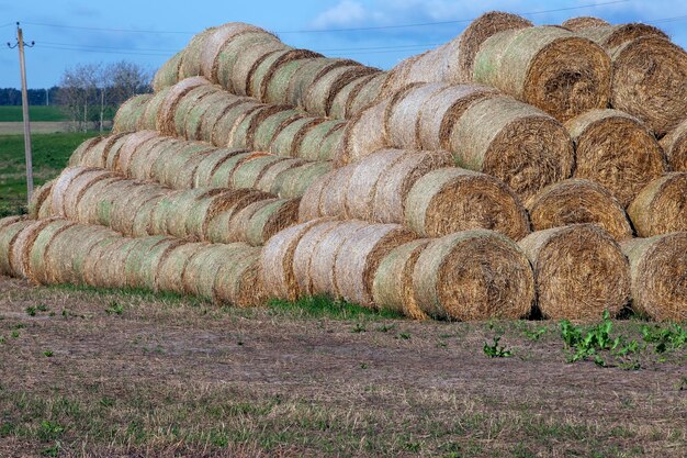 Landwirtschaftliches Feld mit Strohstapeln nach der Weizenernte