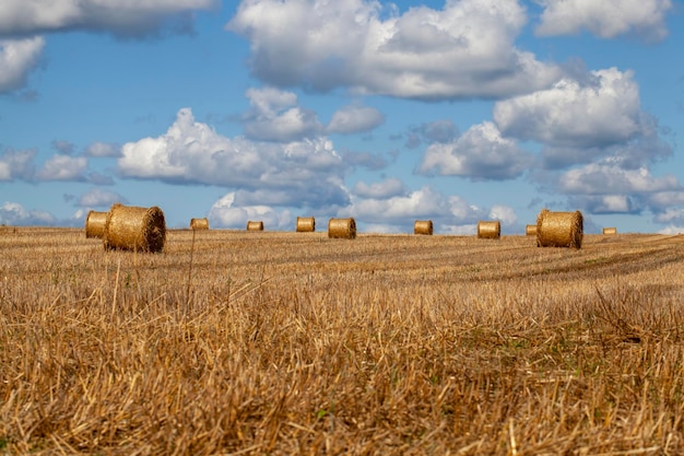 Landwirtschaftliches Feld mit Strohstapeln nach der Weizenernte