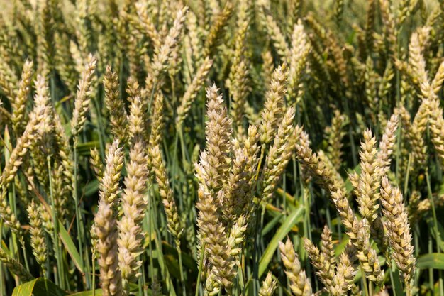 Landwirtschaftliches Feld mit unausgereiftem grünem Getreide