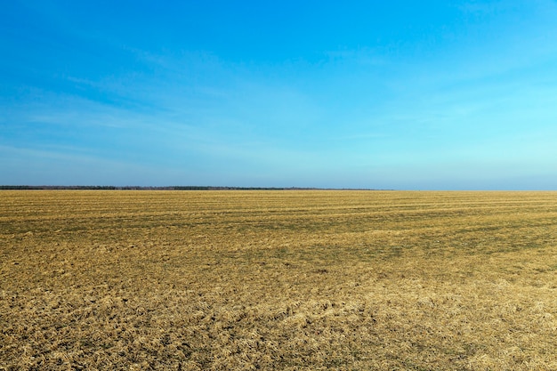 Landwirtschaftliches Feld mit vergilbendem Gras, das in der Herbstsaison stirbt, Landschaft, blauer Himmel im Hintergrund