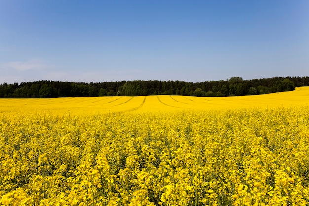 Landwirtschaftliches Feld mit wachsendem blühendem Raps. Sommer-