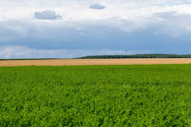 landwirtschaftliches Feld mit wachsenden Pflanzen für die Nahrungsernte, Landwirtschaft in ländlichen Gebieten