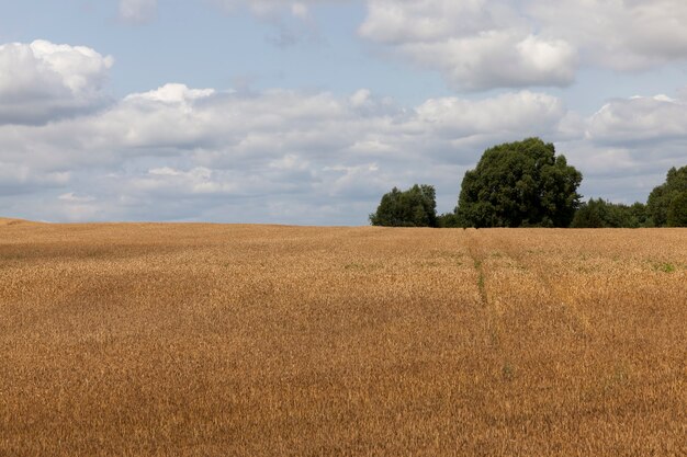 landwirtschaftliches Feld mit wachsenden Pflanzen für die Nahrungsernte, Landwirtschaft in ländlichen Gebieten