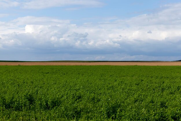 Landwirtschaftliches Feld mit wachsenden Pflanzen für die Nahrungsernte