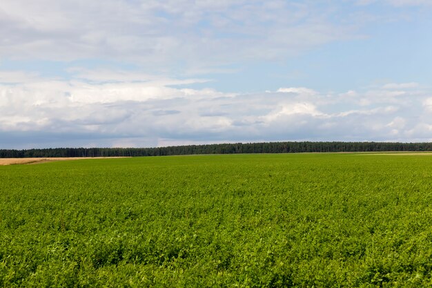 Landwirtschaftliches Feld mit wachsenden Pflanzen zur Nahrungsernte