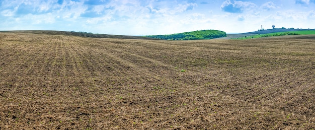 Landwirtschaftliches Feld mit wachsenden Zuckerrüben