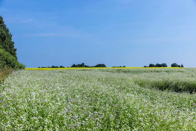 Landwirtschaftliches Feld mit weißen Blüten für Honig