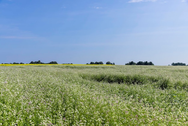 Landwirtschaftliches Feld mit weißen Blüten für Honig