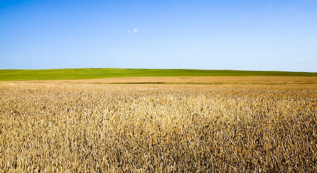 landwirtschaftliches Feld mit Weizen