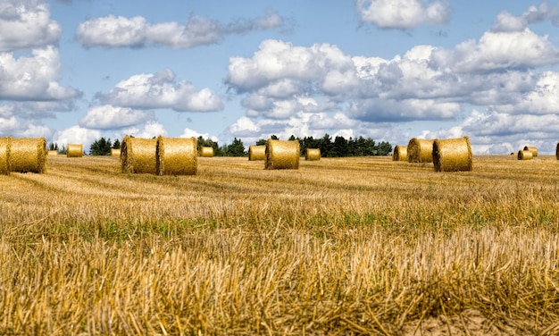 Landwirtschaftliches Feld Nach der Ernte von Weizen für Lebensmittel wird Weizen zu Mehl verarbeitet