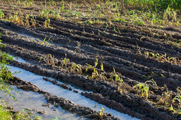 Landwirtschaftliches Feld nach Regen im Herbst mit Schlamm und Spurrillen von Autos sehr schlechte Bedingungen für die Bewegung von Autos auf dem Feld bei Herbstregen