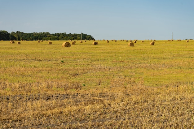 Landwirtschaftliches Feld. Runde Bündel trockenes Gras auf dem Feld gegen den blauen Himmel.