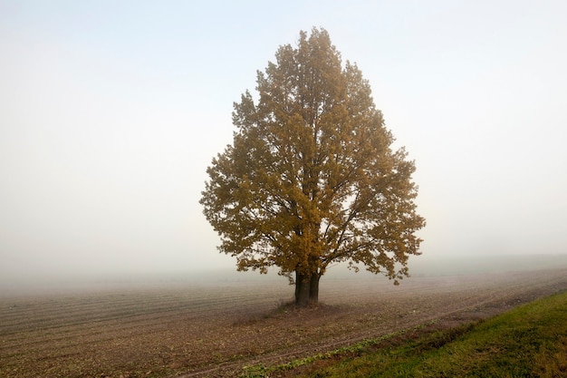 Landwirtschaftliches Feld und Wachsen auf ihm Baum in der Herbstsaison. Morgenzeit mit Nebel.