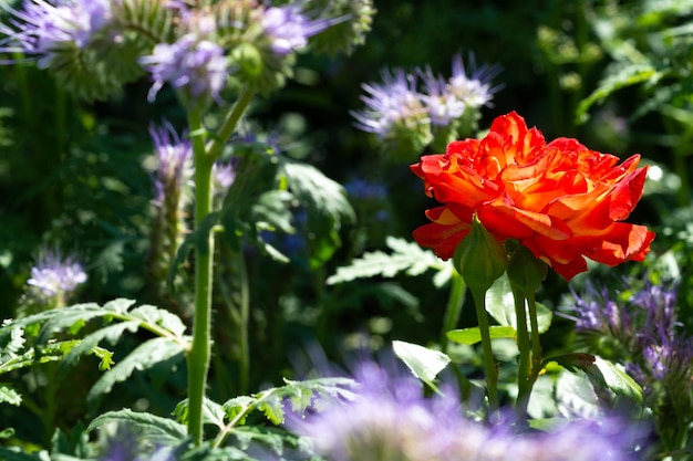 Landwirtschaftliches Feld von Phacelia-Blumen Phacelia mit Rose