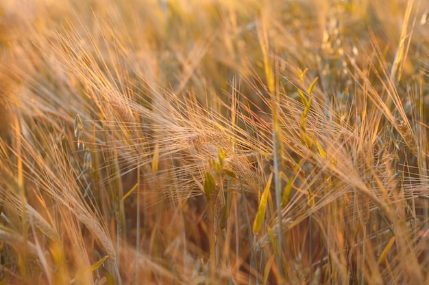 Landwirtschaftliches Feld von Roggen und Gerste. Reichhaltiges Erntekonzept.