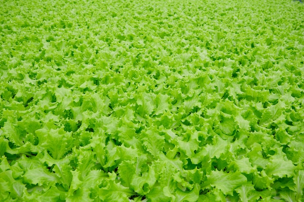 Landwirtschaftliches Gemüsefeld mit grünem Kopfsalat