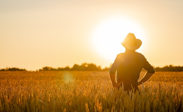 Landwirtschaftliches Konzept. Reifes Erntepanorama. Getreide und Sonnenuntergang. Gelbe Farben über reichem Feld.
