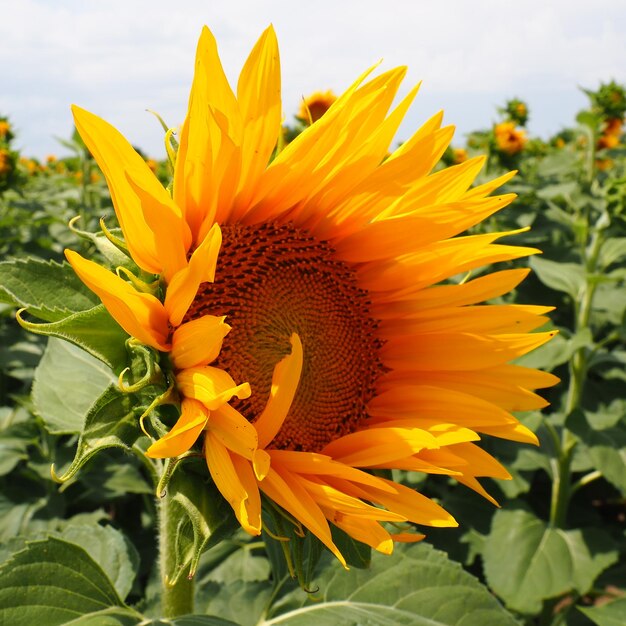 Landwirtschaftliches Sonnenblumenfeld. Die Helianthus-Sonnenblume ist eine Pflanzengattung der Asteraceae