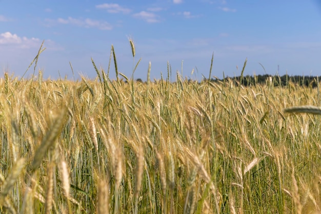 Landwirtschaftliches Weizenfeld mit unausgereiftem Weizen