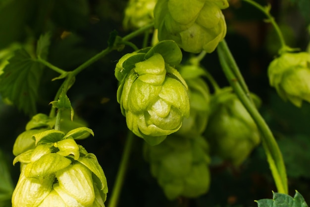 Landwirtschafts- und Landwirtschaftskonzept grüne frische reife organische Hopfenkegel für die Herstellung von Bier und Brot in der Nähe u