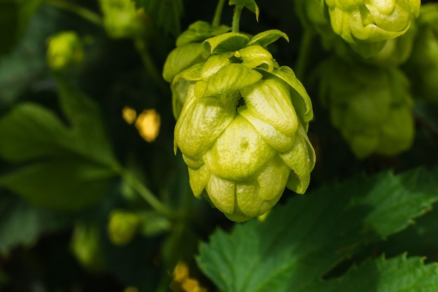 Landwirtschafts- und Landwirtschaftskonzept grüne frische reife organische Hopfenkegel für die Herstellung von Bier und Brot in der Nähe u