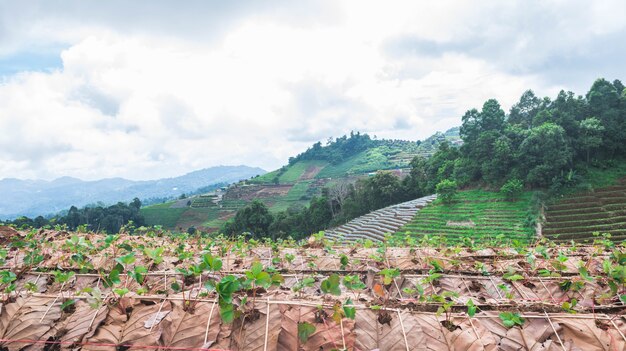 Landwirtschaftsbauernhof des Erdbeerfeldes am Berg, Chiangmai, Thailand