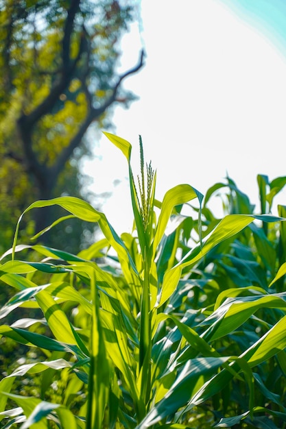 Landwirtschaftsfeld des frischen grünen Mais