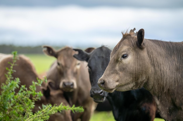 Landwirtschaftsfeld in afrika rinderkühe in einer feldviehherde, die auf gras auf einem bauernhof weiden afrikanisches kuhrindfleisch auf einer ranch