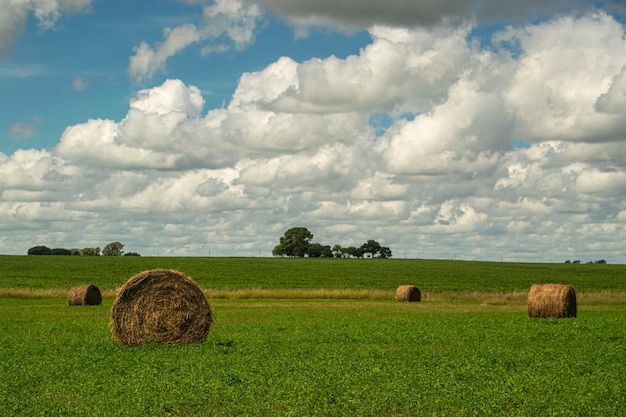 Landwirtschaftsfeld in Uruguay