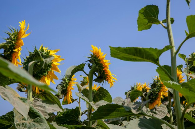 Landwirtschaftsfeld mit vielen Sonnenblumen während der Blüte gelbe helle Blumen Sonnenblumen im Sommer bei sonnigem Wetter