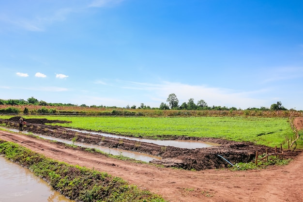 Landwirtschaftsfläche auf ländlicher landschaft - teich, wiesen mit blauem himmel und wolken