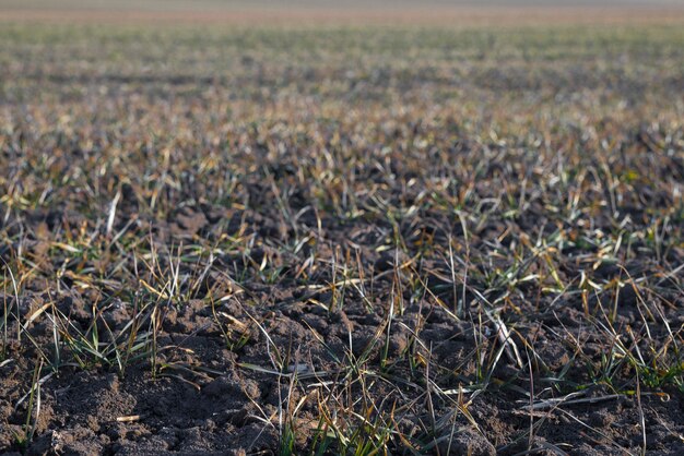 Landwirtschaftshintergrundfeld mit trockenem Gras Naturboden