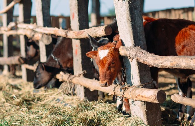 Landwirtschaftsindustrie, Landwirtschaft und Tierhaltung Konzept.