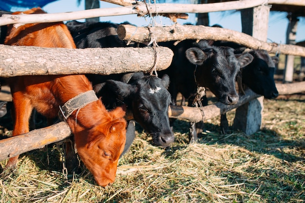 Landwirtschaftsindustrie, Landwirtschaft und Tierhaltung Konzept.