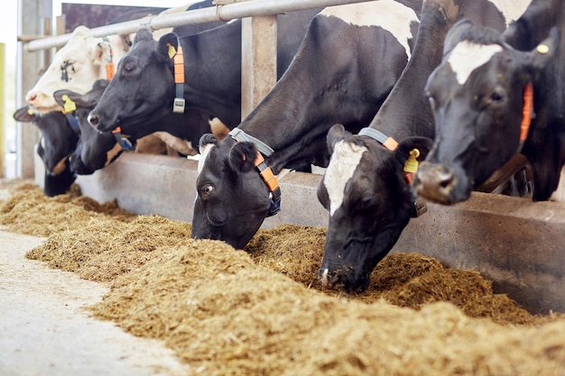 Foto landwirtschaftsindustrie, landwirtschafts- und tierhaltungskonzept - kuhherde, die heu im kuhstall auf dem milchviehbetrieb frisst