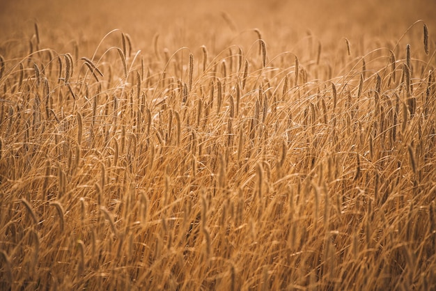 Landwirtschaftskonzept Ährchen aus Weizen und Roggen glitzern im Sonnenlicht Leuchtend gelber Weizenfeldhintergrund