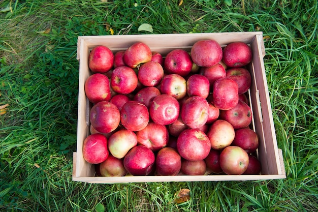 Landwirtschaftskonzept Äpfel rote reife Früchte in Holzkiste auf Gras Apfelerntekonzept