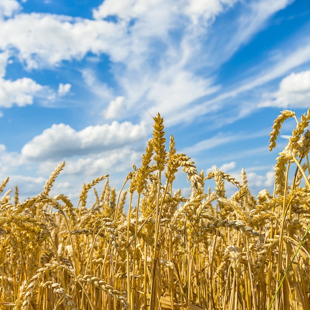 Landwirtschaftskornfeld mit blauem Himmel