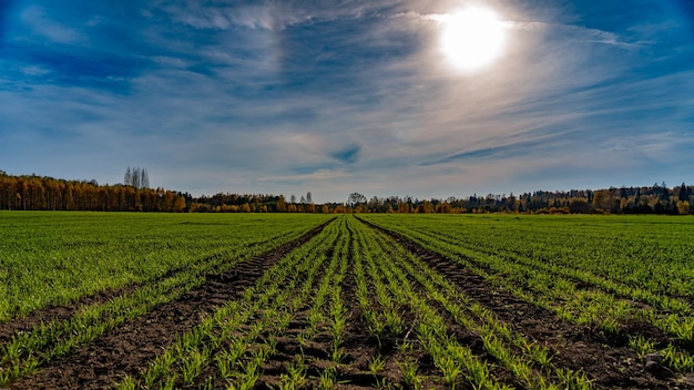 Landwirtschaftsreihen von jungen Getreidepflanzen, die auf einem riesigen Feld mit dunklem fruchtbarem Feld wachsen. Blauer Himmel