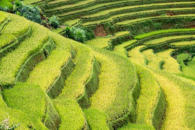 Landwirtschaftsreisfeld terrassierte Kurve auf dem Berg