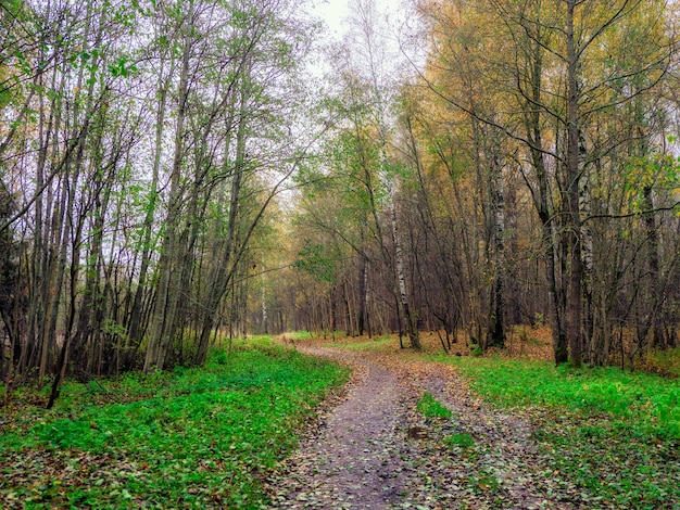 Lane atravesando el bosque brumoso de primavera.