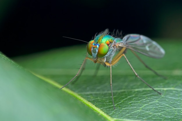 Langbeinige Fliege auf grünem Blatt in der Natur