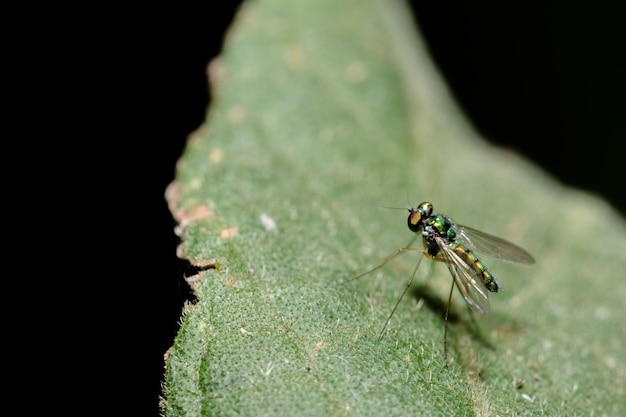 langbeinige Fliegen