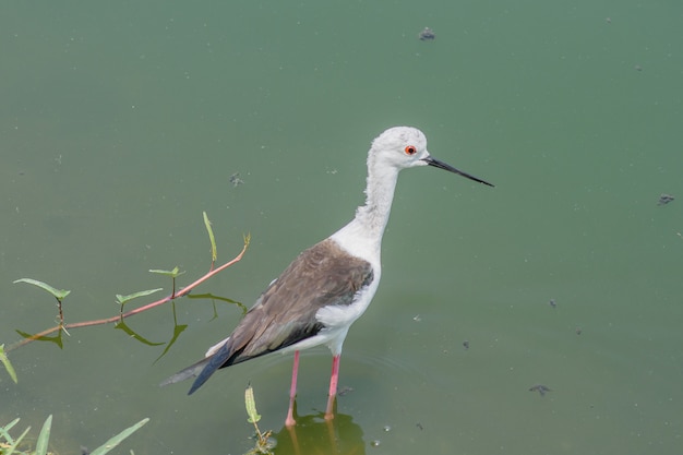 Foto langbeiniger seevogel auf der suche nach nahrung, gefleckter rotschenkel, vögel in laem phak bia